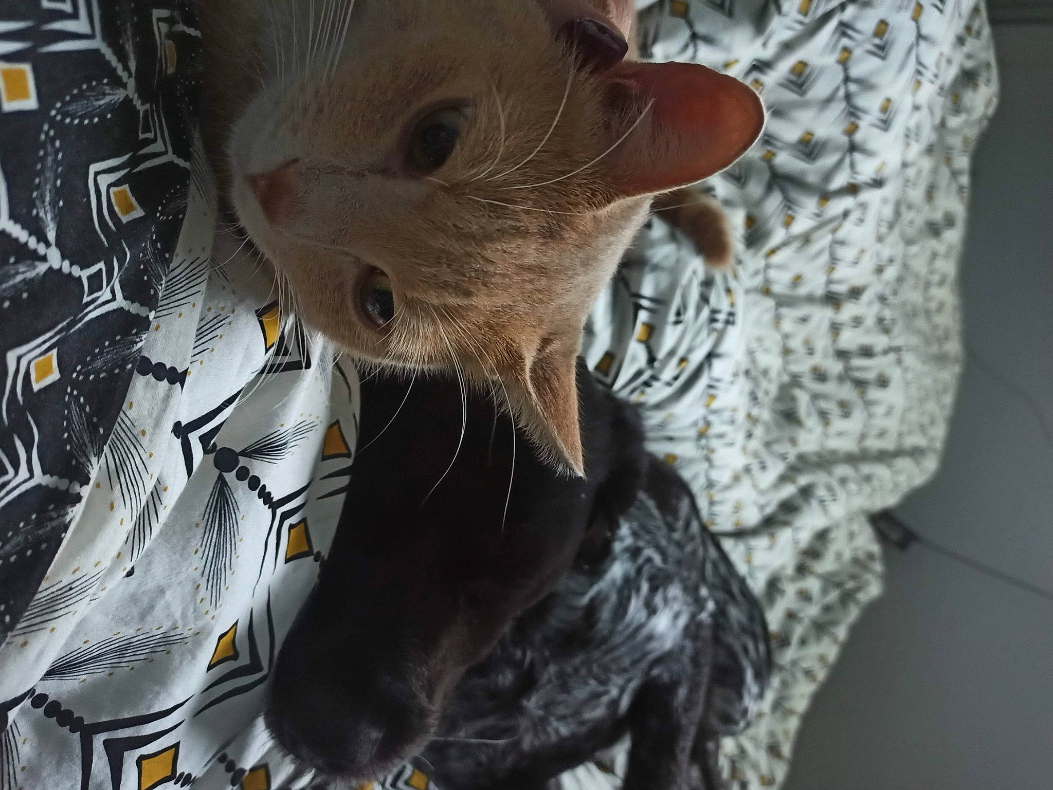 Plume a rejoint le concours — aidez-le/la à gagner de superbes lots ! carnivore, cat, claw, domestic_short_haired_cat, ear, eyelash, fawn, felidae, fur, pattern, paw, small_to_medium_sized_cats, snout, tail, whiskers, wrinkle