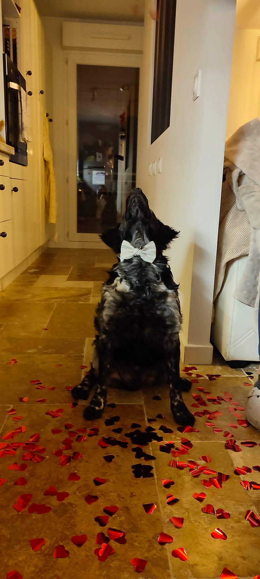 Pixy a rejoint le concours — aidez-le/la à gagner de superbes lots ! art, carnivore, carpet, companion_dog, dog, dog_breed, door, felidae, floor, flooring, fur, grey, hardwood, picture_frame, room, small_to_medium_sized_cats, sporting_group, tail, whiskers, wood