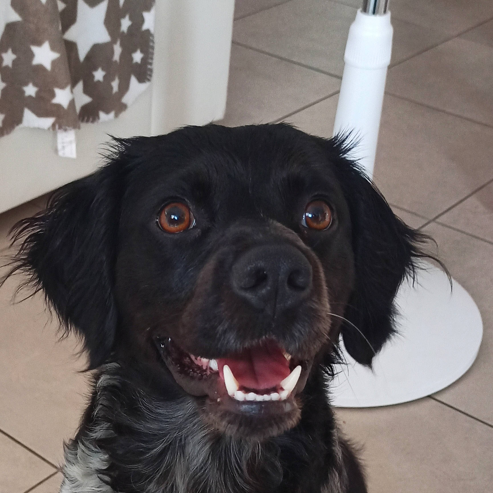 Pixy a rejoint le concours — aidez-le/la à gagner de superbes lots ! borador, canidae, carnivore, collar, companion_dog, dog, dog_breed, dog_collar, ear, eye, flooring, fur, gun_dog, liver, plant, snout, sporting_group, whiskers, working_animal, working_dog