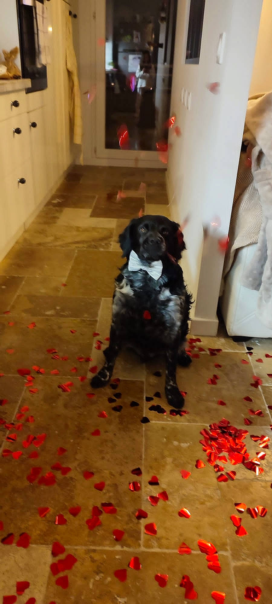 Pixy participe au concours pour gagner de l'argent avec cette photo : carmine, carnivore, carpet, companion_dog, dog, dog_breed, door, floor, flooring, fur, hardwood, non_sporting_group, room, sporting_group, tail, white, wood, working_animal