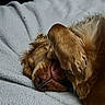 Cooper is registered to the contest to win money with this photo: animal, blanket, canine, closeup, comfort, cozy, cute, dog, face_covering, fur, golden_retriever, indoor, napping, paw, pet, relaxed, resting, sleeping, soft, warm