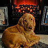 Cooper joined the competition — help win amazing prizes! animal, black, carpet, comfort, cozy, dog, fire, fireplace, fur, golden_retriever, home, indoor, lying_down, orange, pet, portrait, puppy, relaxing, rug, warm
