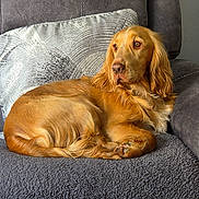 Cooper is registered to the contest to win money with this photo: animal, blanket, brown_fur, calm, companion, couch, cozy, cute, dog, domestic_animal, furniture, golden_retriever, home, indoor, mammal, pet, pillow, relaxed, resting, side_view