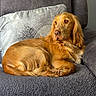 animal, blanket, brown_fur, calm, companion, couch, cozy, cute, dog, domestic_animal, furniture, golden_retriever, home, indoor, mammal, pet, pillow, relaxed, resting, side_view