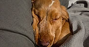 Cooper joined the competition — help win amazing prizes! animal, bed, blanket, brown, canine, closeup, comfort, cozy, cute, dog, fur, indoor, nap, pet, quiet, relaxed, resting, sleeping, snuggled, soft