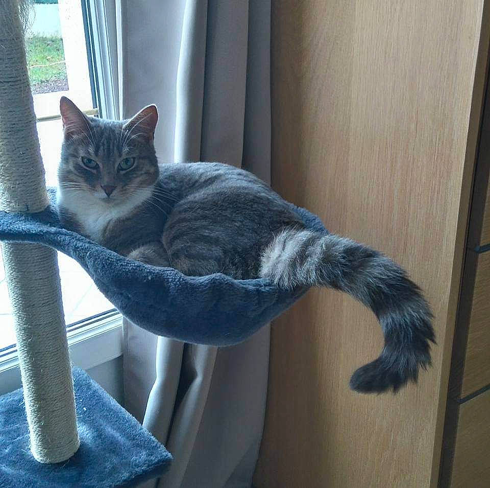 Lilly participe au concours pour gagner de l'argent avec cette photo : carnivore, cat, cat_supply, comfort, domestic_short_haired_cat, felidae, fur, grey, hardwood, plant, room, small_to_medium_sized_cats, tail, tree, twig, whiskers, window, wood