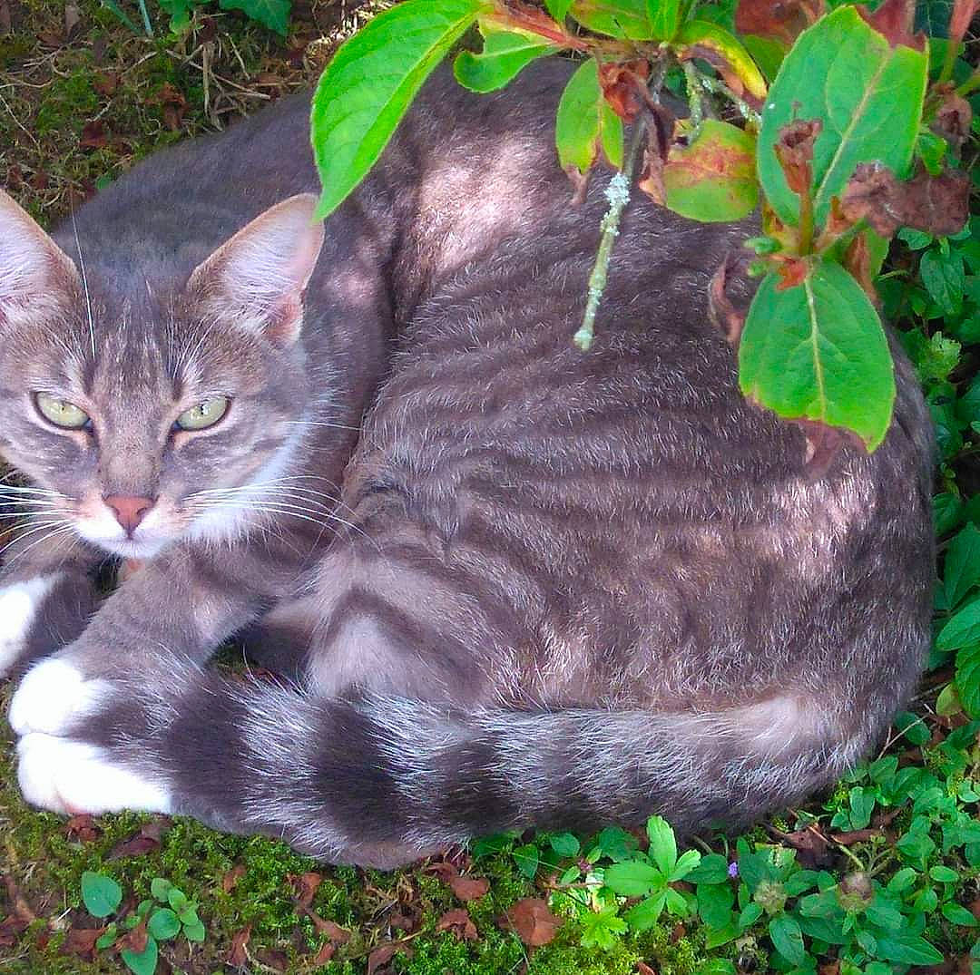 Lilly participe au concours pour gagner de l'argent avec cette photo : art, carnivore, cat, domestic_short_haired_cat, fawn, felidae, fur, grass, groundcover, herb, organism, plant, shrub, small_to_medium_sized_cats, snout, tail, terrestrial_animal, terrestrial_plant, tree, whiskers