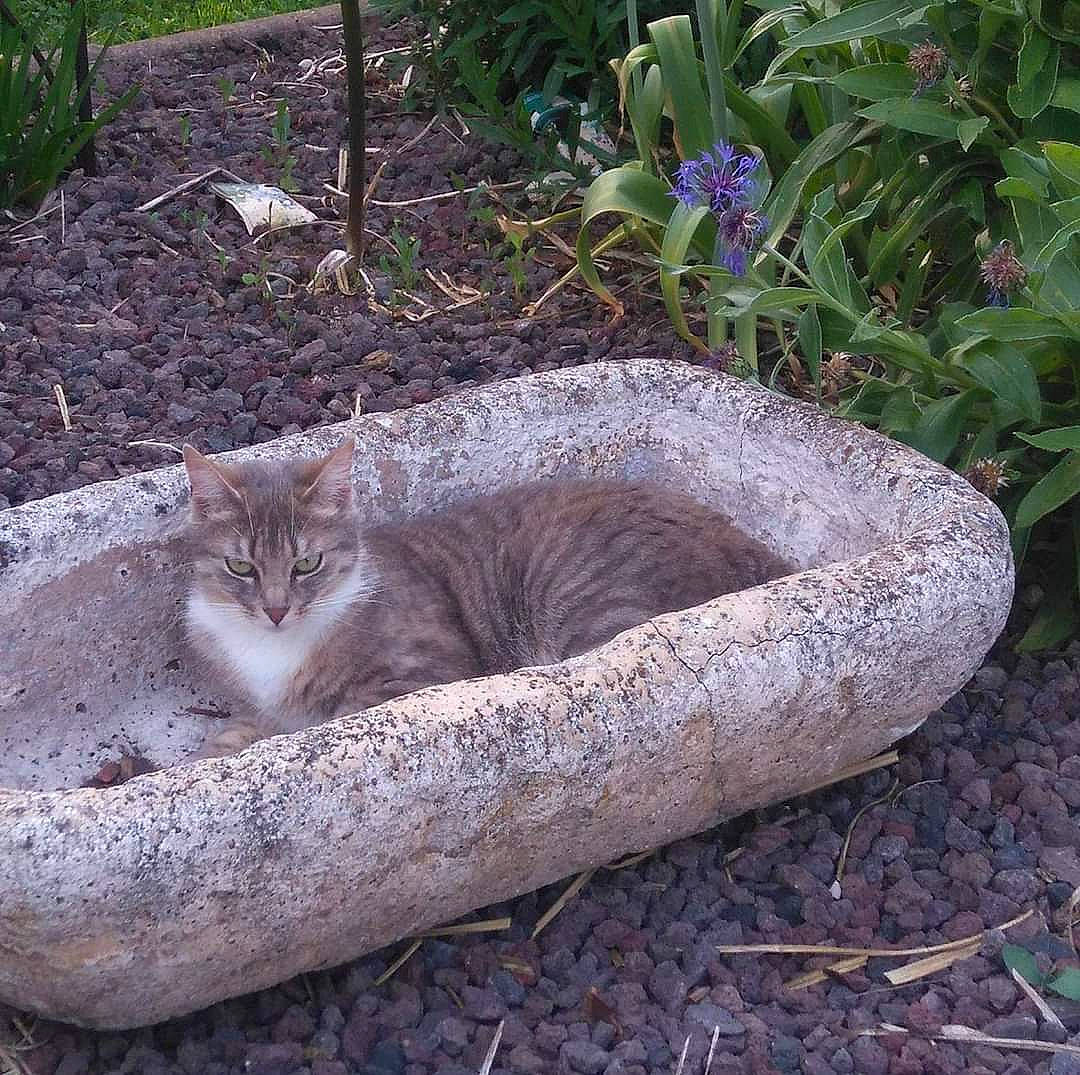 Lilly a rejoint le concours — aidez-le/la à gagner de superbes lots ! carnivore, cat, domestic_short_haired_cat, fawn, felidae, fur, grass, groundcover, plant, shrub, small_to_medium_sized_cats, snout, soil, table, tail, terrestrial_animal, tree, trunk, whiskers, wood