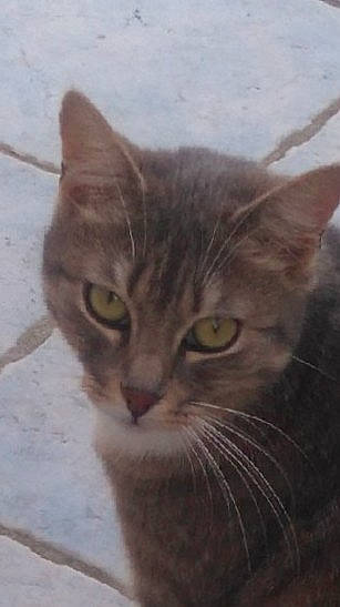 Lilly a rejoint le concours — aidez-le/la à gagner de superbes lots ! carnivore, cat, domestic_short_haired_cat, door, eye, felidae, fur, hair, head, paw, photo_caption, small_to_medium_sized_cats, snout, terrestrial_animal, tree, whiskers, wildlife, window