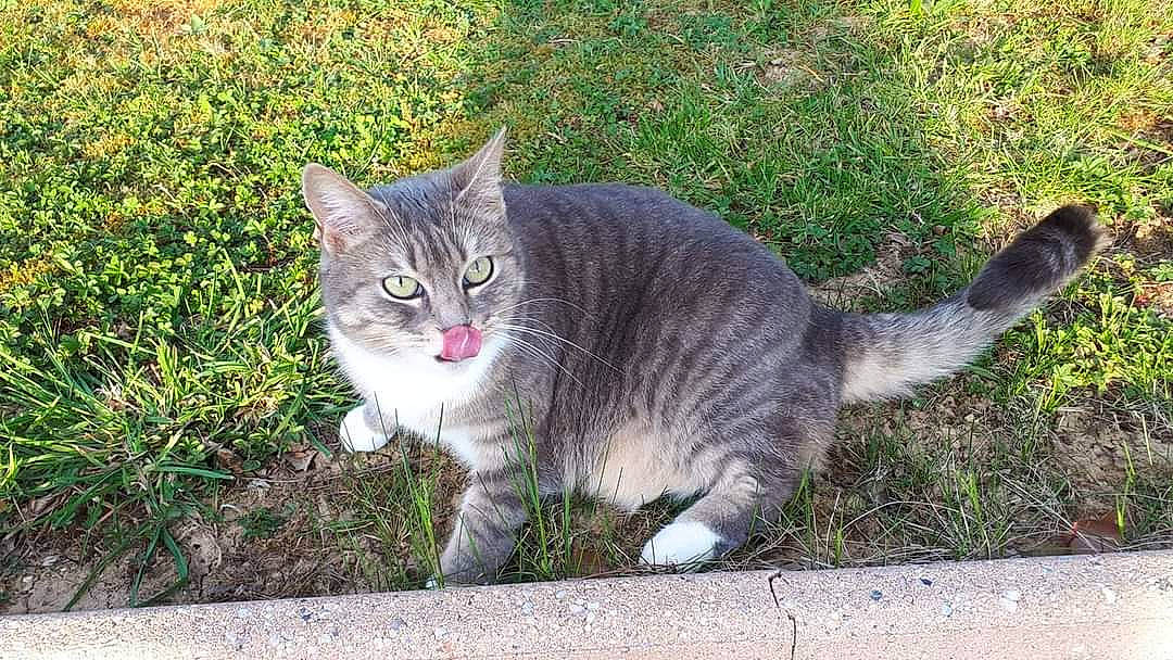 Lilly a rejoint le concours — aidez-le/la à gagner de superbes lots ! carnivore, cat, domestic_short_haired_cat, eye, felidae, fur, grass, groundcover, paw, plant, small_to_medium_sized_cats, snout, tail, terrestrial_animal, tree, whiskers, wildlife
