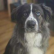 Blaze is registered to the contest to win money with this photo: dog, blue_eyes, close_up, indoor, wooden_floor, fluffy, pet, canine, portrait, fur, white_chest, black_and_white, animal, mammal, domestic_animal, looking_at_camera, sitting, household, companion, cute