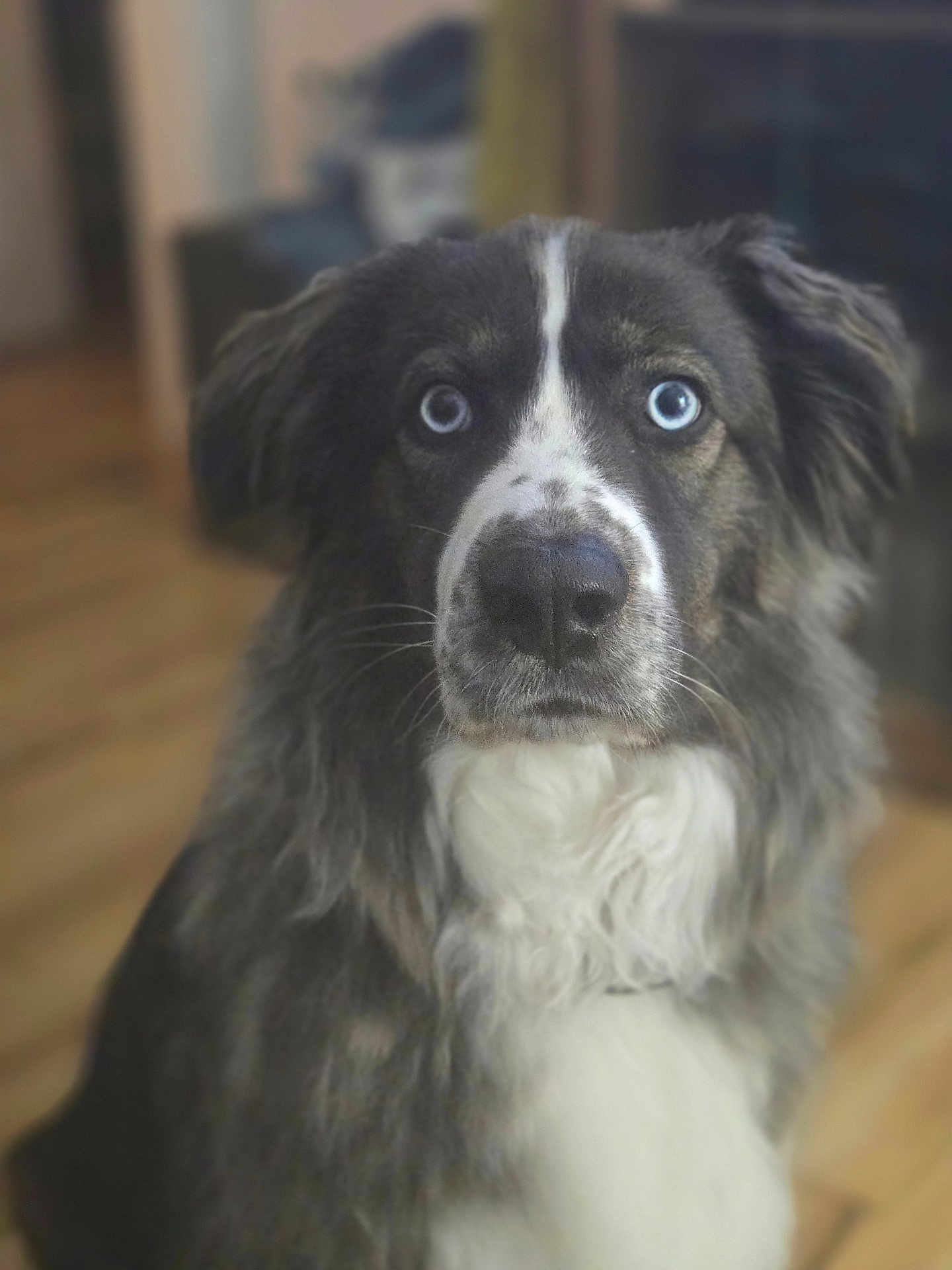 Blaze is registered to the contest to win money with this photo: dog, blue_eyes, close_up, indoor, wooden_floor, fluffy, pet, canine, portrait, fur, white_chest, black_and_white, animal, mammal, domestic_animal, looking_at_camera, sitting, household, companion, cute