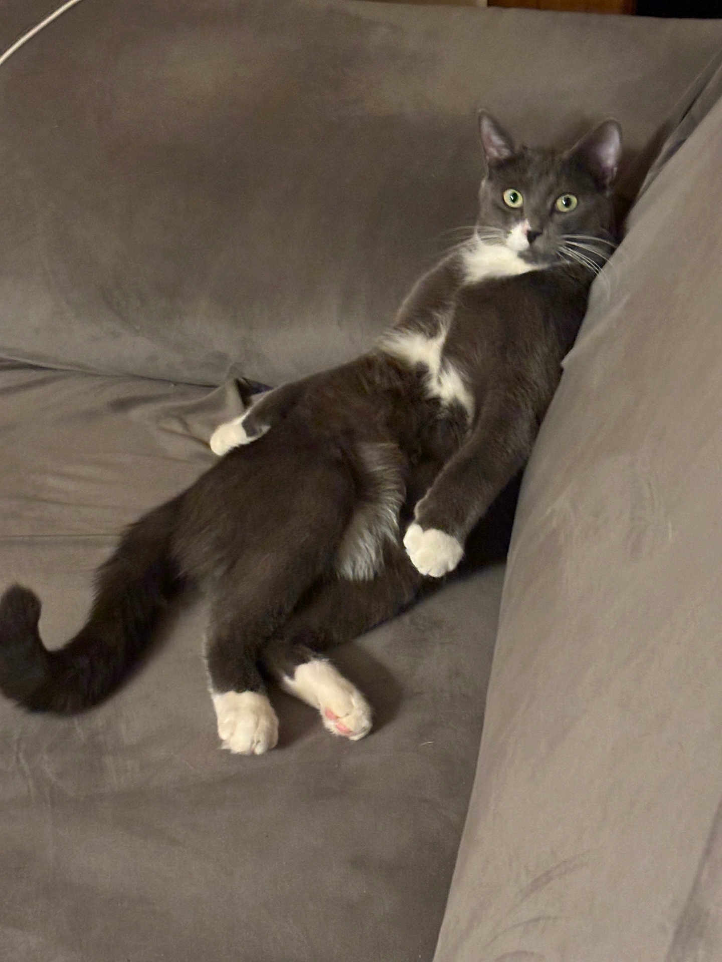 Chups participe au concours pour gagner de l'argent avec cette photo : cat, gray_cat, white_paws, white_chest, couch, furniture, indoor, pet, animal, relaxed, lying_down, wide_eyes, fur, tail, cute, domestic_cat, whiskers, four_legs, resting, house_pet