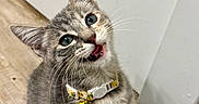 Cinder joined the competition — help win amazing prizes! cat, kitten, gray_cat, tabby, pet, animal, portrait, close_up, wide_eyes, open_mouth, meowing, whiskers, ears, collar, flower, indoors, wooden_floor, wall, sitting, cute