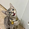 cat, kitten, gray_cat, tabby, pet, animal, portrait, close_up, wide_eyes, open_mouth, meowing, whiskers, ears, collar, flower, indoors, wooden_floor, wall, sitting, cute