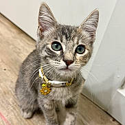 Cinder is registered to the contest to win money with this photo: cat, kitten, tabby, pet, animal, portrait, close_up, blue_eyes, whiskers, ears, collar, pendant, flower_charm, sitting, indoors, wooden_floor, white_wall, adorable, looking_at_camera, feline