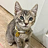 cat, kitten, tabby, pet, animal, portrait, close_up, blue_eyes, whiskers, ears, collar, pendant, flower_charm, sitting, indoors, wooden_floor, white_wall, adorable, looking_at_camera, feline