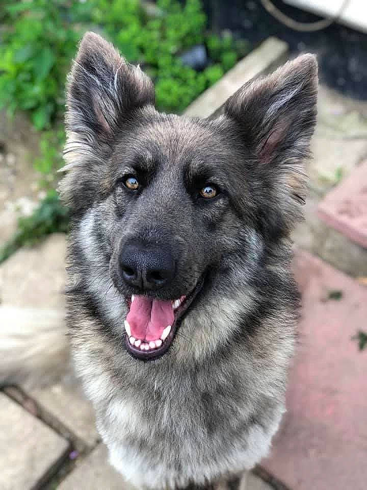 Emi joined the competition — help win amazing prizes! ancient_dog_breeds, canidae, canis, carnivore, collar, companion_dog, dog, dog_breed, east_european_shepherd, eye, fawn, fur, king_shepherd, plant, snout, sporting_group, terrestrial_animal, whiskers, working_animal, working_dog