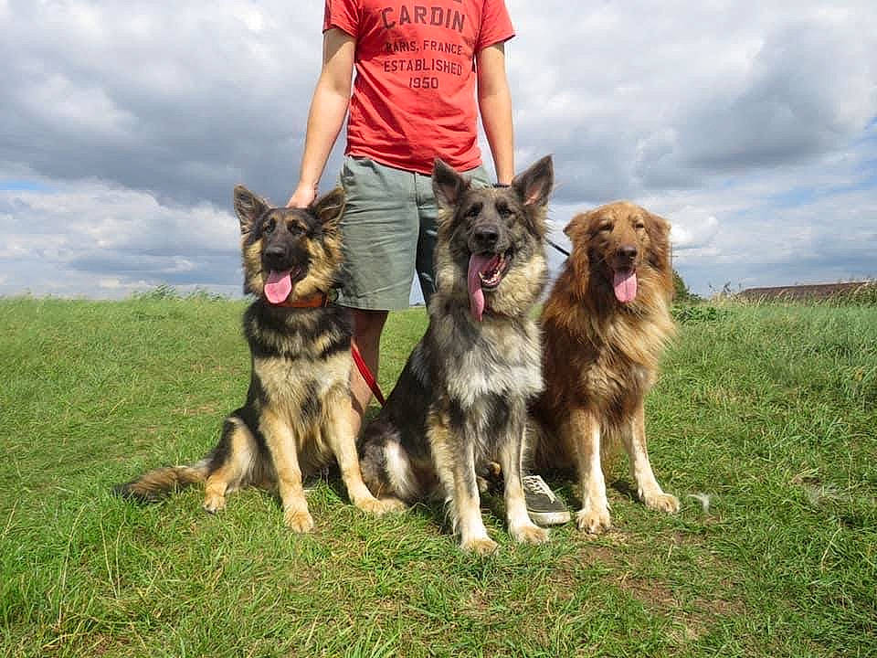 Emi is registered to the contest to win money with this photo: canidae, carnivore, cloud, companion_dog, dog, dog_breed, dog_supply, east_european_shepherd, german_shepherd_dog, grass, guard_dog, herding_dog, king_shepherd, old_german_shepherd_dog, recreation, shorts, sky, sporting_group, vehicle, working_dog