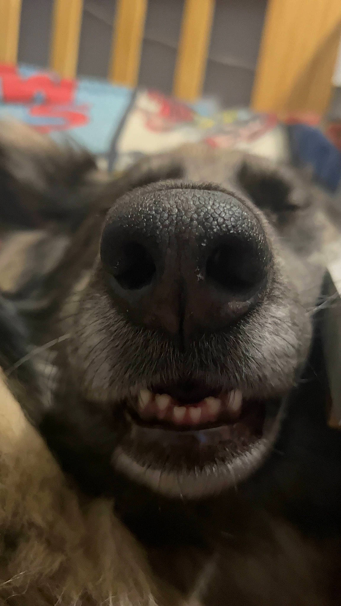 Emi joined the competition — help win amazing prizes! canidae, carnivore, close_up, companion_dog, dog, dog_breed, eyelash, fawn, fur, head, liver, livestock, non_sporting_group, nose, snout, sporting_group, terrestrial_animal, whiskers, wildlife, working_animal