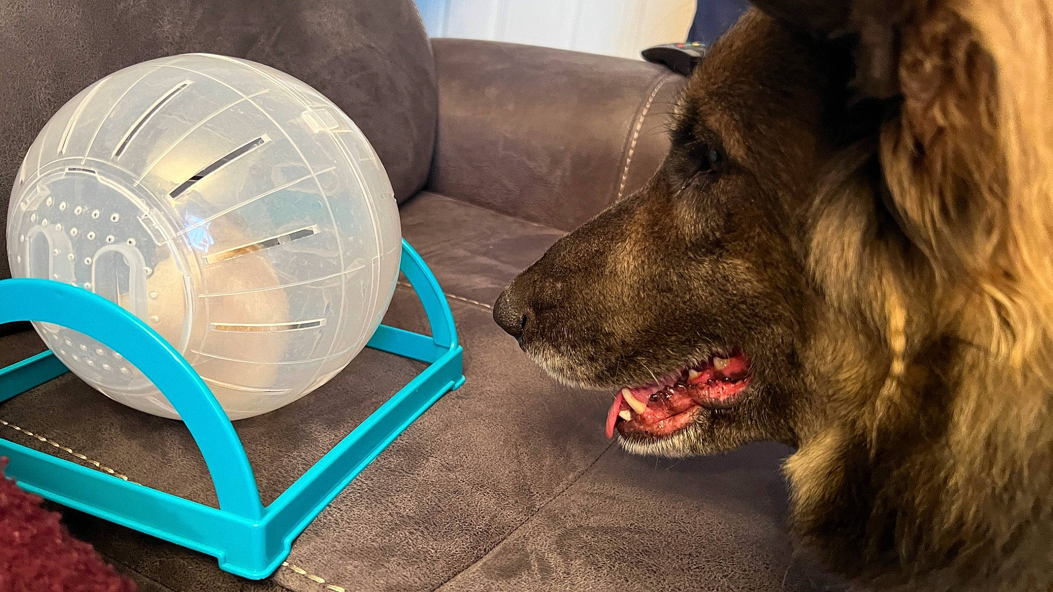 Emi joined the competition — help win amazing prizes! auto_part, automotive_tire, automotive_wheel_system, carnivore, chair, club_chair, comfort, companion_dog, couch, dog, dog_breed, flooring, fur, liver, mechanical_fan, outdoor_furniture, snout, spaniel, sporting_group, working_animal