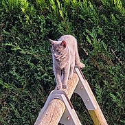 Yoné a rejoint le concours — aidez-le/la à gagner de superbes lots ! animal, cat, fence, furniture, grass, green, hardwood, herbal, herbs, kitten, manx, nature, outdoors, pet, plant, plywood, tree, vegetation, wood, yard