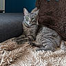 Heidi a rejoint le concours — aidez-le/la à gagner de superbes lots ! cat, tabby, gray_cat, pet, animal, feline, green_eyes, whiskers, ears, fur, sitting, lying_down, relaxed, portrait, indoors, couch, blanket, pillow, cozy, home