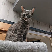 Heidi participe au concours pour gagner de l'argent avec cette photo : cat, gray_tabby, feline, pet, sitting, cat_tree, scratching_post, fluffy_bed, indoors, home, wood_cabinet, wall, ceiling, portrait, looking_at_camera, whiskers, ears, striped_fur, gray_fur, cozy