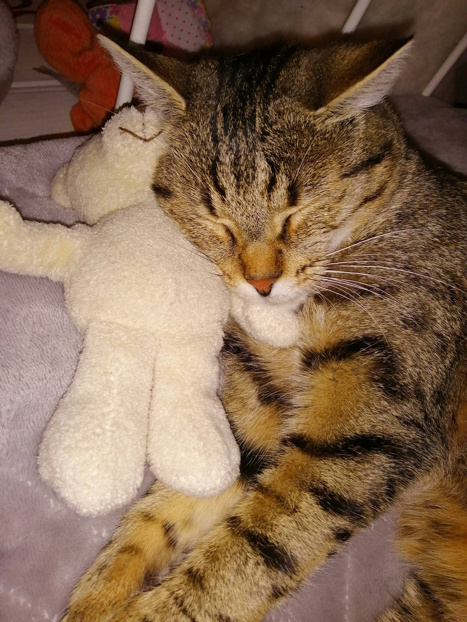 Lyna participe au concours pour gagner de l'argent avec cette photo : aegean_cat, american_shorthair, american_wirehair, asian, california_spangled, carnivore, cat, claw, domestic_short_haired_cat, dragon_li, european_shorthair, felidae, fur, mammal, paw, pixie_bob, small_to_medium_sized_cats, snout, tabby_cat, whiskers