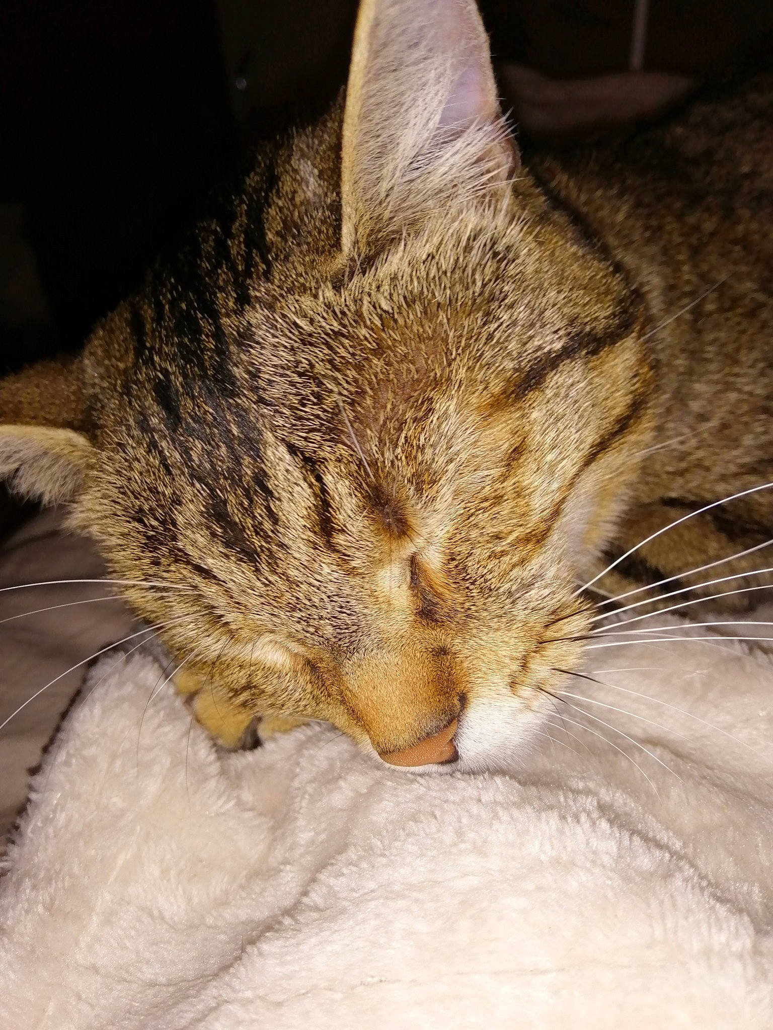 Lyna participe au concours pour gagner de l'argent avec cette photo : asian, carnivore, cat, close_up, domestic_short_haired_cat, dragon_li, ear, european_shorthair, eye, felidae, fur, kitten, nap, nose, sleep, small_to_medium_sized_cats, snout, tabby_cat, whiskers, wild_cat