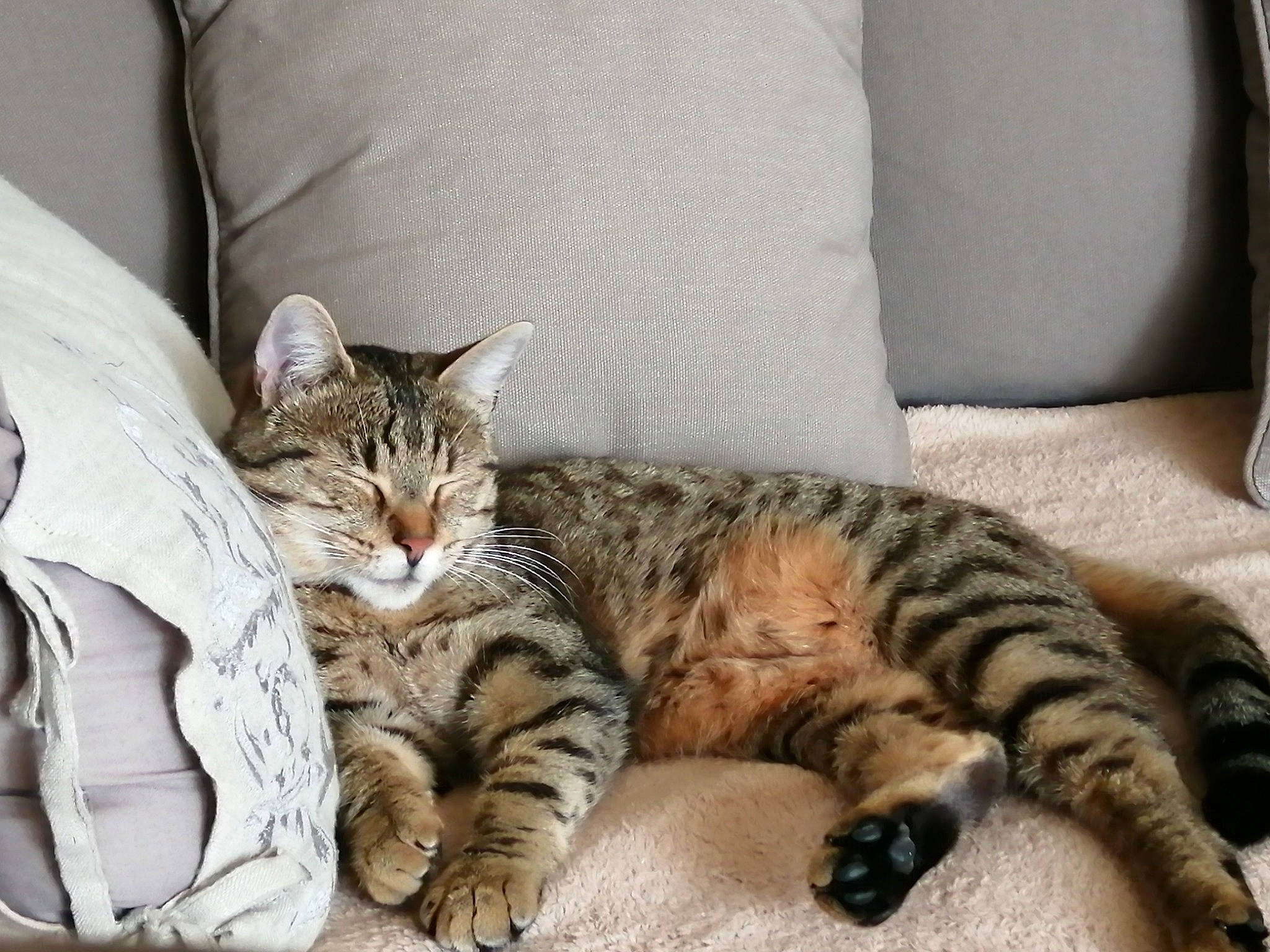 Lyna a rejoint le concours — aidez-le/la à gagner de superbes lots ! american_shorthair, arabian_mau, asian, bengal, california_spangled, carnivore, cat, domestic_short_haired_cat, dragon_li, european_shorthair, felidae, kitten, mammal, nap, pixie_bob, small_to_medium_sized_cats, tabby_cat, toyger, vertebrate, whiskers