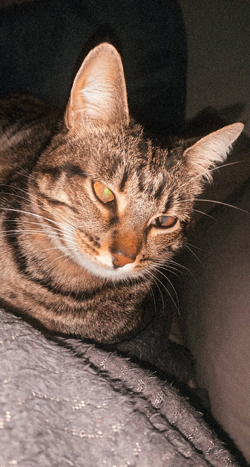 Naya a rejoint le concours — aidez-le/la à gagner de superbes lots ! carnivore, cat, darkness, domestic_short_haired_cat, felidae, fur, paw, small_to_medium_sized_cats, snout, terrestrial_animal, tree, whiskers, wildlife, window