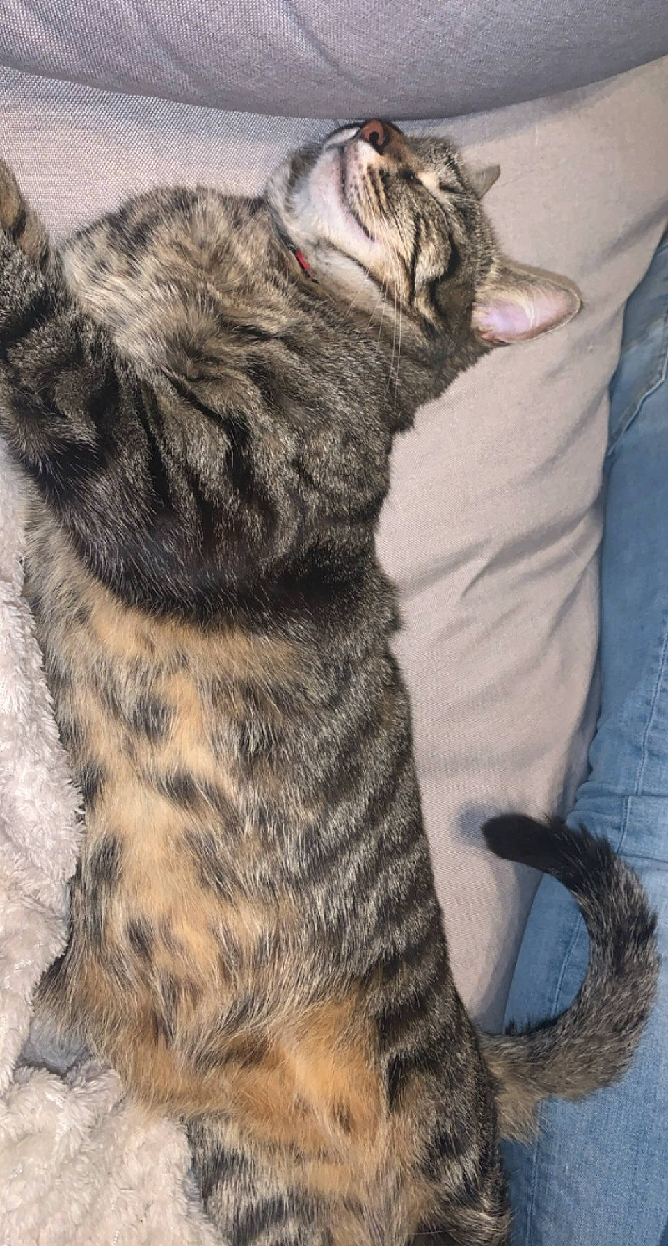 Naya participe au concours pour gagner de l'argent avec cette photo : carnivore, cat, claw, comfort, domestic_short_haired_cat, felidae, foot, fur, nap, paw, small_to_medium_sized_cats, tail, terrestrial_animal, vertebrate, whiskers