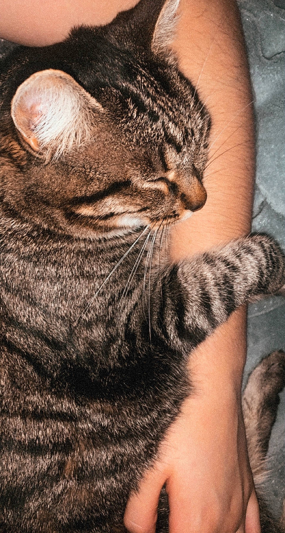 Naya participe au concours pour gagner de l'argent avec cette photo : carnivore, cat, claw, close_up, comfort, domestic_short_haired_cat, eye, felidae, fur, human_body, nail, paw, small_to_medium_sized_cats, snout, terrestrial_animal, whiskers, wildlife