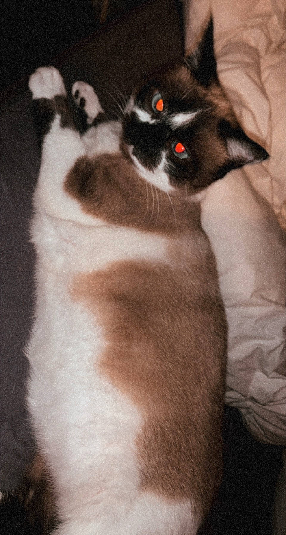 Minette a rejoint le concours — aidez-le/la à gagner de superbes lots ! balinese, carnivore, cat, claw, comfort, domestic_short_haired_cat, fawn, felidae, fur, grey, iris, mammal, paw, siamese, small_to_medium_sized_cats, snout, tail, terrestrial_animal, whiskers, window