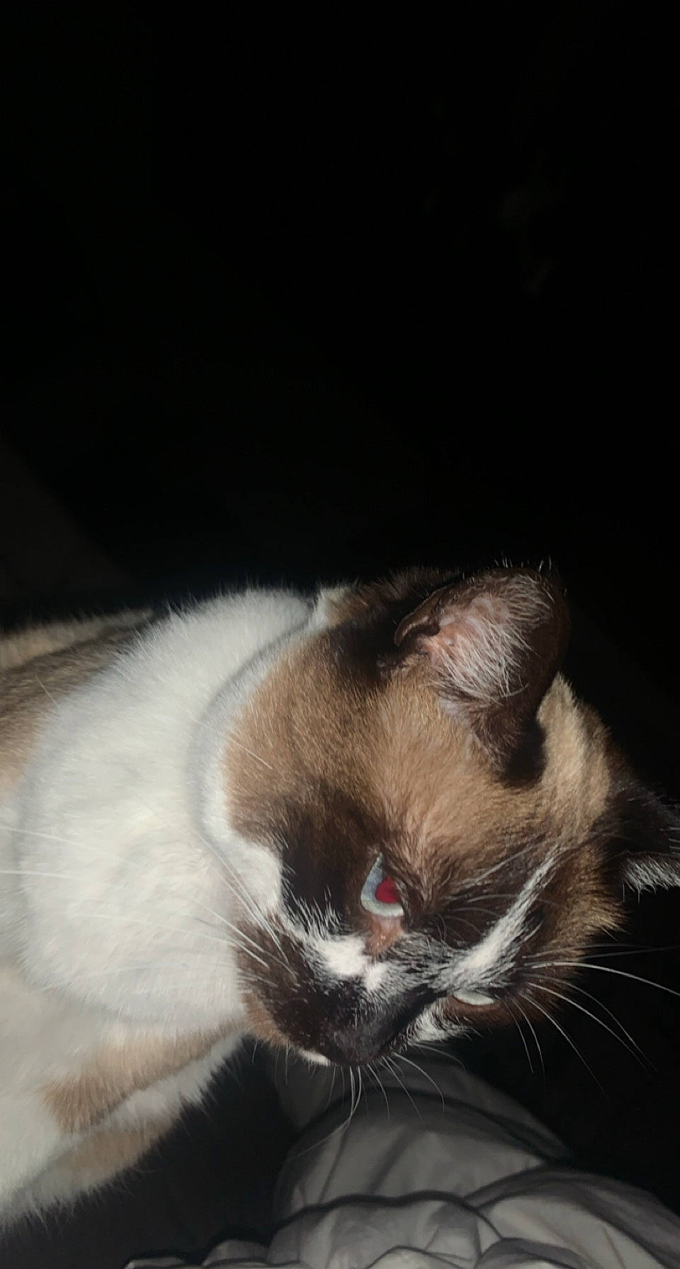 Minette a rejoint le concours — aidez-le/la à gagner de superbes lots ! carnivore, cat, claw, cloud, comfort, darkness, domestic_short_haired_cat, felidae, foot, fur, nap, paw, siamese, sleep, small_to_medium_sized_cats, tail, terrestrial_animal, whiskers