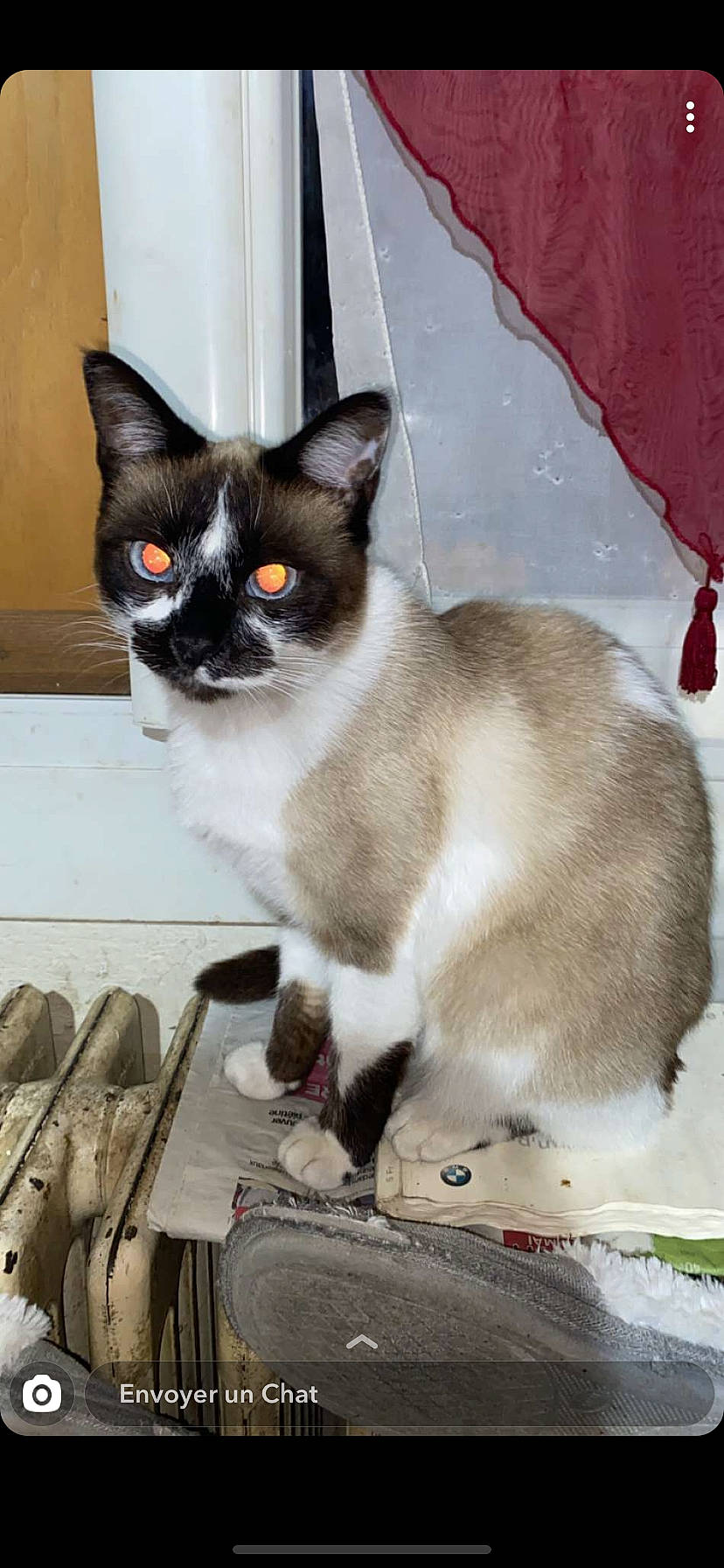 Minette a rejoint le concours — aidez-le/la à gagner de superbes lots ! carnivore, cat, domestic_short_haired_cat, eye, felidae, fur, grey, head, iris, paw, pet_supply, siamese, sitting, small_to_medium_sized_cats, snout, tail, thai, whiskers, window, wood