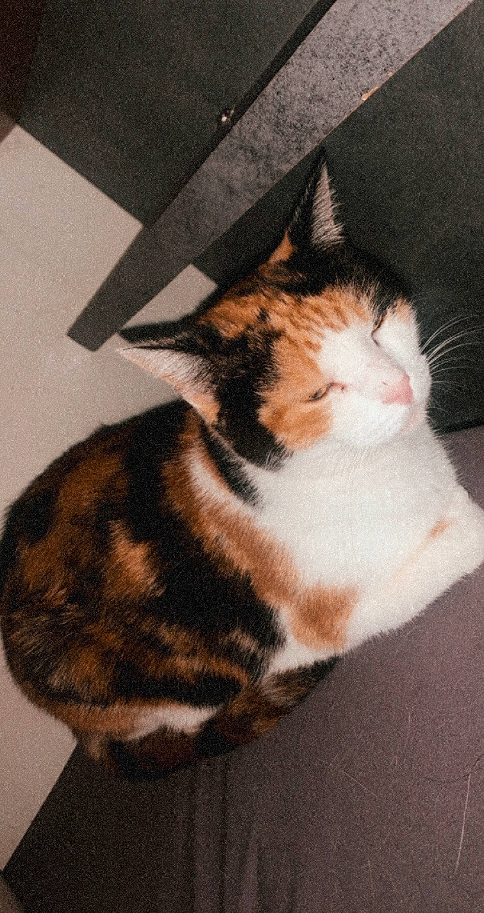 Coquine a rejoint le concours — aidez-le/la à gagner de superbes lots ! carnivore, cat, comfort, domestic_short_haired_cat, eye, felidae, flooring, foot, fur, hand, leg, paw, small_to_medium_sized_cats, snout, tail, terrestrial_animal, tree, whiskers, window, wood