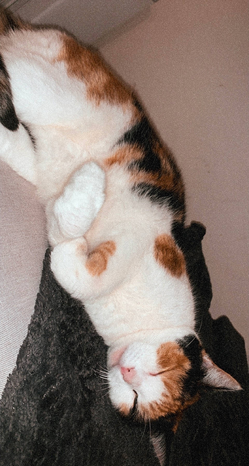 Coquine participe au concours pour gagner de l'argent avec cette photo : carnivore, cat, claw, comfort, companion_dog, dog_breed, domestic_short_haired_cat, ear, eye, fawn, felidae, fur, head, paw, small_to_medium_sized_cats, snout, sporting_group, tail, terrestrial_animal, whiskers