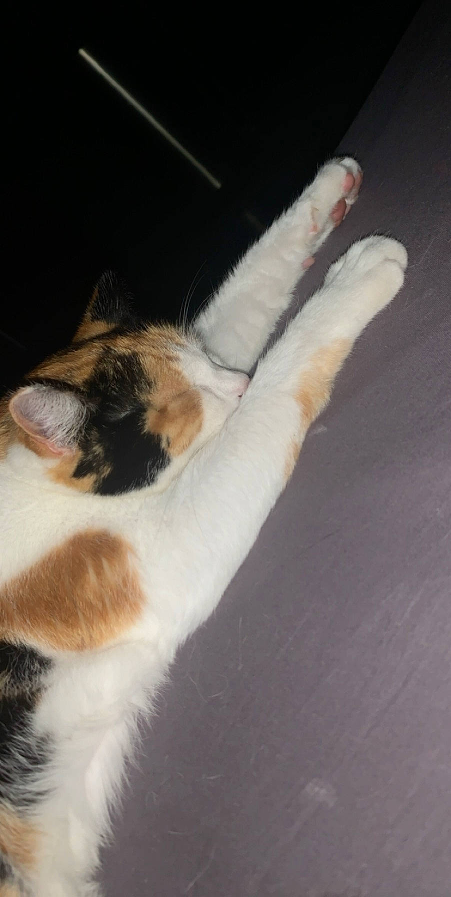 Coquine participe au concours pour gagner de l'argent avec cette photo : canidae, carnivore, cat, claw, dog_breed, domestic_short_haired_cat, felidae, foot, fur, paw, plant, small_to_medium_sized_cats, snout, tail, terrestrial_animal, whiskers, wood