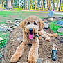 Topper joined the competition — help win amazing prizes! dog, puppy, golden_doodle, outdoor, garden, dirt, rocks, greenery, trees, tongue_out, happy, playful, sunlight, nature, pet, grass, tool, excited, fur, animal