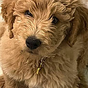 Topper joined the competition — help win amazing prizes! puppy, dog, close_up, curly_fur, fluffy, pet, animal, cute, adorable, brown, young, face, collar, indoor, portrait, furry, companion, domestic_animal, looking, nose