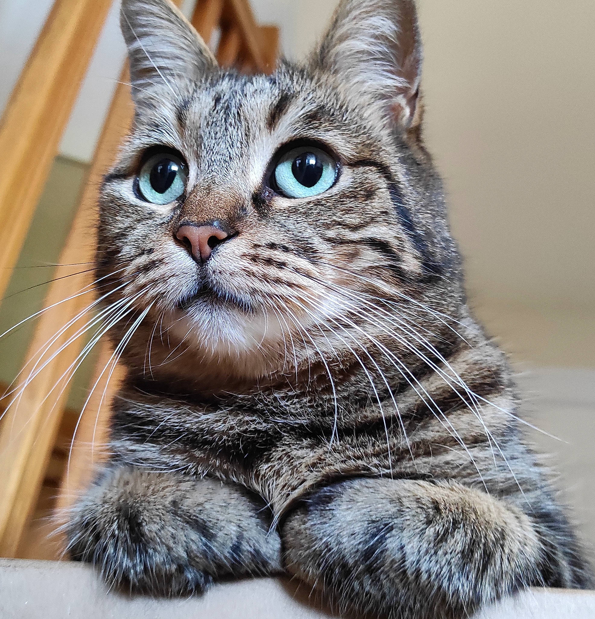 Noisette participe au concours pour gagner de l'argent avec cette photo : carnivore, cat, cat_supply, claw, domestic_short_haired_cat, felidae, fur, paw, small_to_medium_sized_cats, snout, tail, terrestrial_animal, whiskers, window