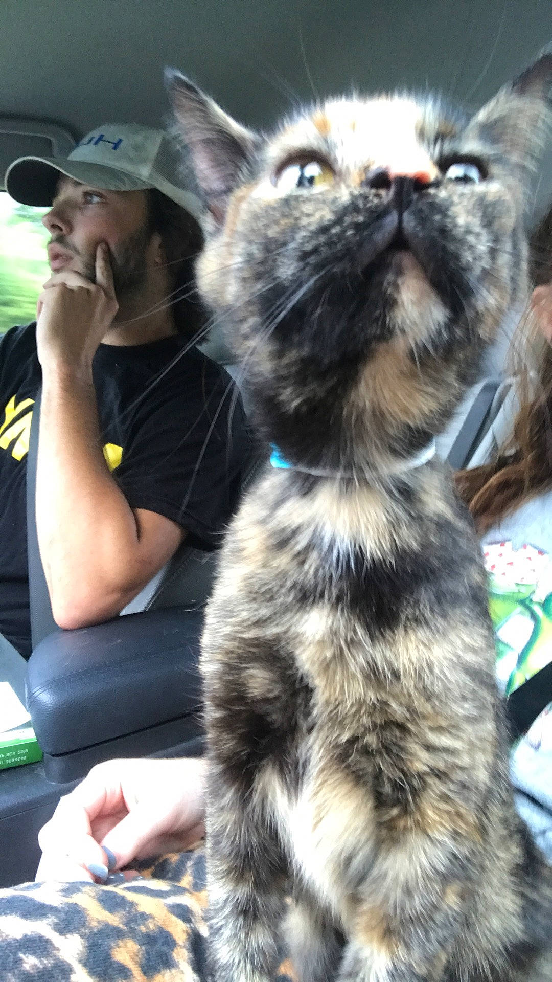 Emerald is registered to the contest to win money with this photo: asian, carnivore, cat, domestic_short_haired_cat, felidae, fur, kitten, maine_coon, mammal, small_to_medium_sized_cats, whiskers