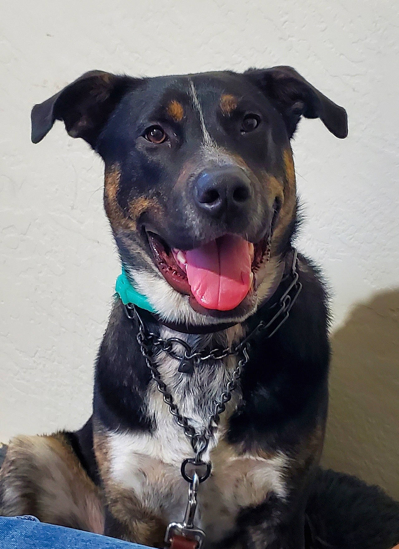 Zar is registered to the contest to win money with this photo: canidae, carnivore, collar, companion_dog, dog, dog_breed, dog_collar, dog_supply, fashion_accessory, fawn, fur, guard_dog, leash, personal_protective_equipment, pet_supply, snout, snow, sporting_group, whiskers, working_animal