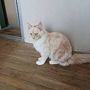 Willow participe au concours pour gagner de l'argent avec cette photo : cat, fluffy, cream, white, wooden_floor, indoor, pet, feline, animal, curious, sitting, ears, tail, whiskers, fur, eyes, domestic, house, quiet, calm