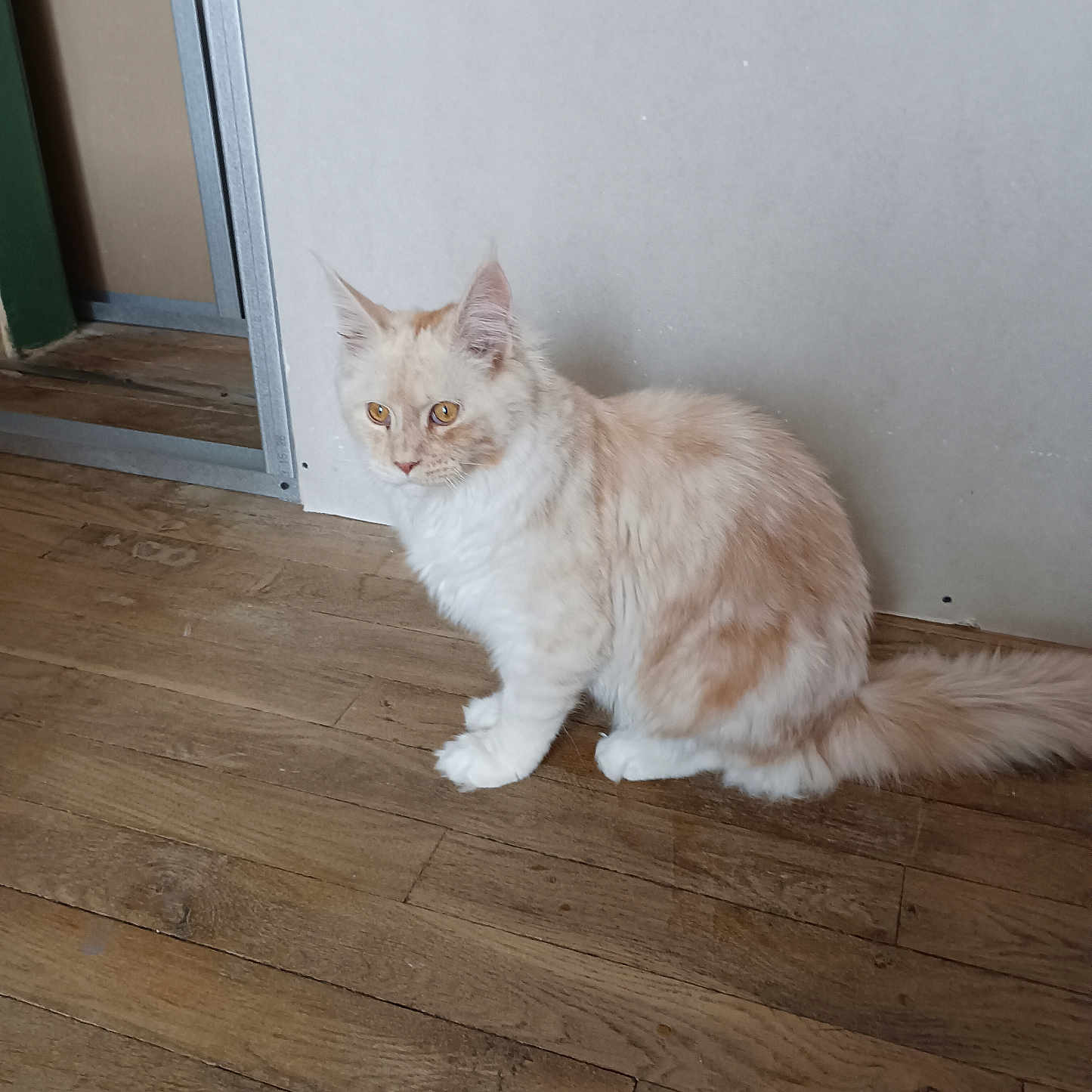 Willow participe au concours pour gagner de l'argent avec cette photo : animal, calm, cat, cream, curious, domestic, ears, eyes, feline, fluffy, fur, house, indoor, pet, quiet, sitting, tail, whiskers, white, wooden_floor