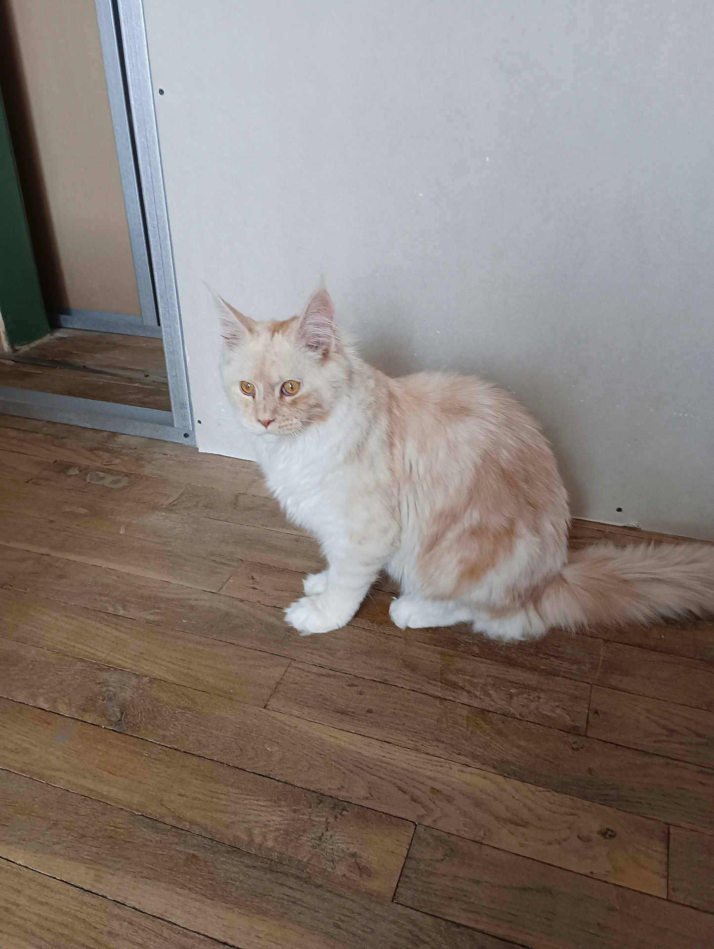 Willow participe au concours pour gagner de l'argent avec cette photo : cat, fluffy, cream, white, wooden_floor, indoor, pet, feline, animal, curious, sitting, ears, tail, whiskers, fur, eyes, domestic, house, quiet, calm