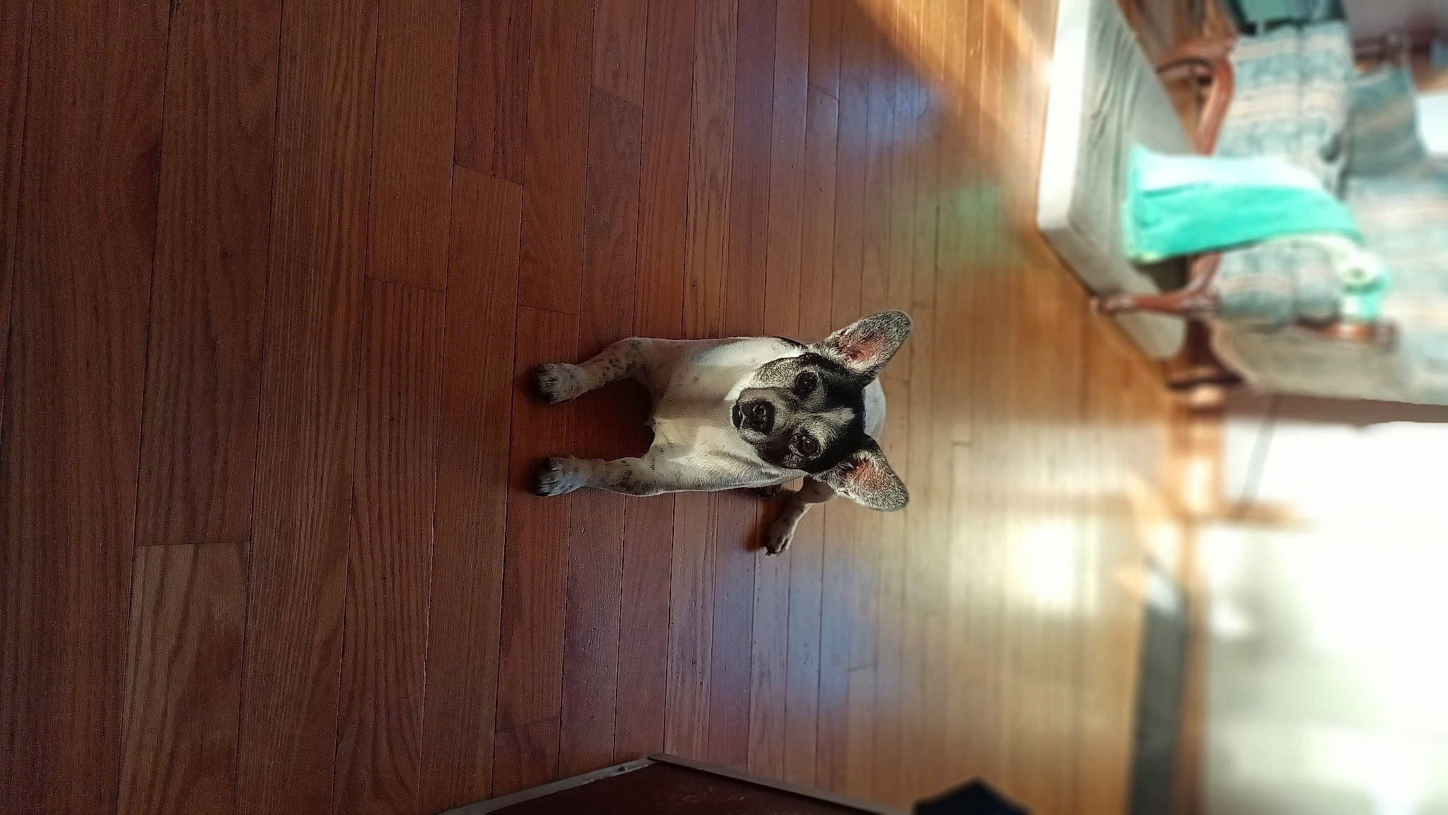 Beatrice joined the competition — help win amazing prizes! canidae, carnivore, companion_dog, dog, dog_breed, fawn, felidae, floor, flooring, hardwood, laminate_flooring, plank, plywood, room, small_to_medium_sized_cats, sporting_group, tail, wood, wood_flooring, wood_stain