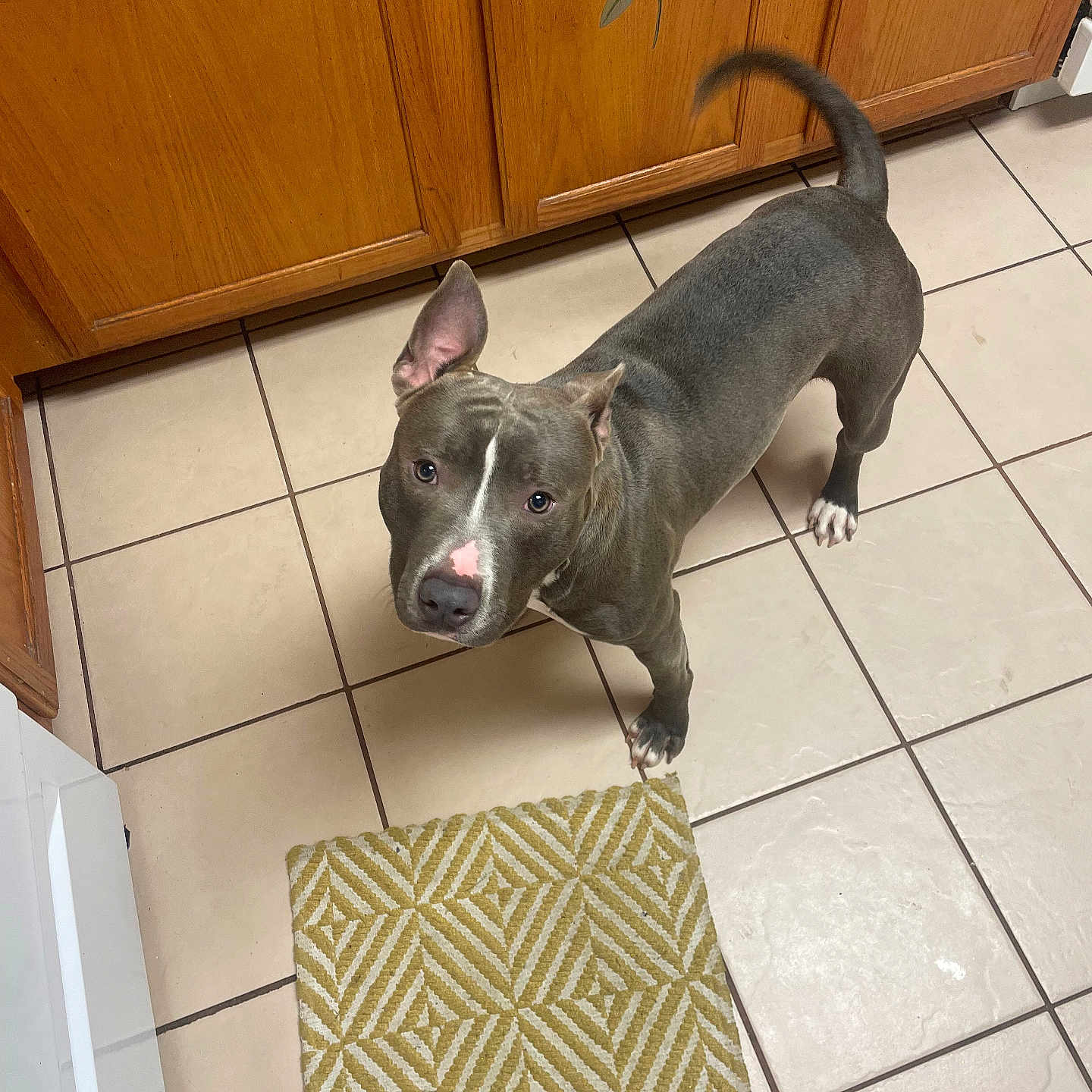Big Dude is registered to the contest to win money with this photo: accessories, animal, bag, bulldog, cabinet, canine, dog, furniture, handbag, hardwood, homedecor, hound, indoors, interiordesign, mat, pet, plywood, puppy, sideboard, wood